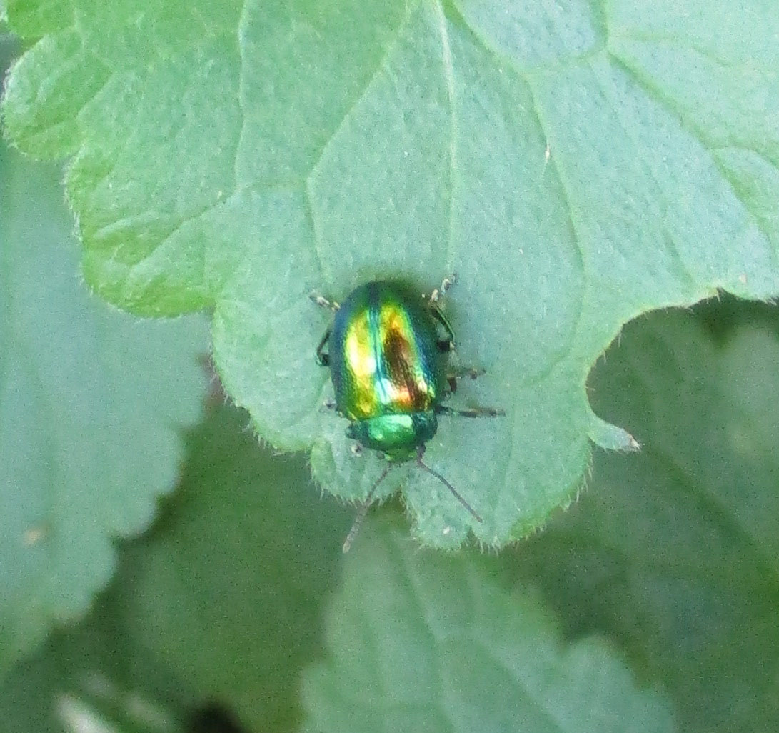 Chrysolina fastuosa? S.